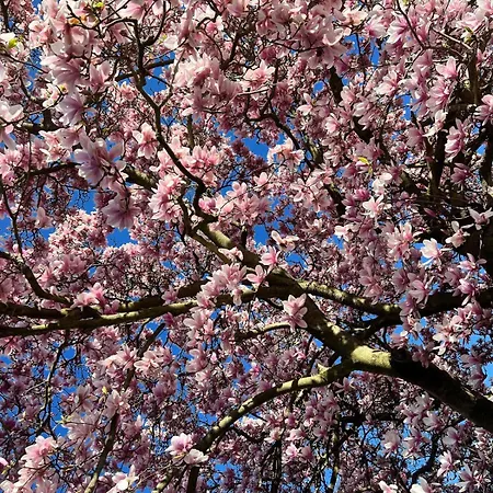 Sonne & Ruhe, Mit Terrasse Im Herzen Hannovers * Hanóver